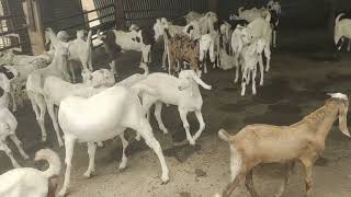 8104520269 Masha Allah top quality sojat adant lote#goatfarming #qurbanicollection