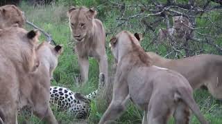 12 lions attack leopard