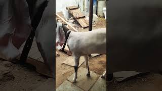 Hyderabadi ka collection Gulabi ka Prince breed line not for sale show quality