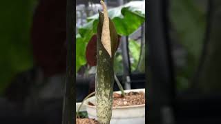 Amorphophallus sagittarius reveals its breathtaking bloom.#AmorphophallusSagittarius