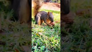 Munchies Squirrel eat #shorts #trending #animal #love #video