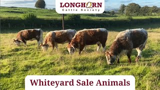 Longhorn Society Sale 2022 - Whiteyard Sale Animals