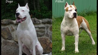 pittbull vs dogo argentino attitude status😱 DOG'S-planet💕 #Short