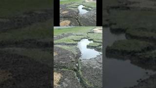 Rain Garden - Before and After.