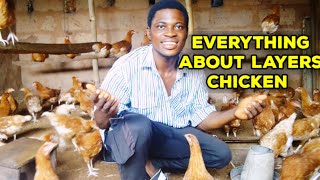 Everything you need to know about layers chicken farming.