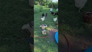 chickens free-range #chickenraising #chicken #chickenbreeds @Chickenchaos