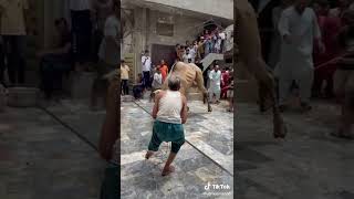 Camel Qurbani 2022. Must watch till end. Camel in Angry Mood 😡. Eid Ul Azha 2k22❤️