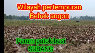 Bebek angon#bebek Umbaran#lokasi pertempuran bebek