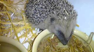 Our garden hedgehog