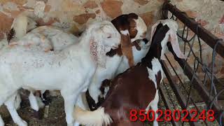 Qasmi goat farm ke goats. Pipar ke goats