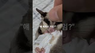 "얘 뭐하는 거임?" 휴지뭉치 안고 공중에 메달려 있는 줄 알고 꼭 붙들고 있는 하늘다람쥐 슈가글라이더 옹심이 . #슈가글라이더 #날다람쥐 #펫 #애완동물