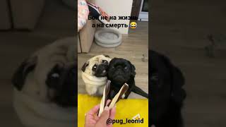 МОПСИКИ 2021/ МОПС / ВОЙНА ЗА ЕДУ МОПСЫ 🙈🙈🙈#мопс #мопсик  📢Кредит  Инстаграм @pug_leonid