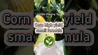 Corn high yield small formula #plants #shortvideo #garden #youtubeshorts #howto #farming #foryou