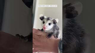 This family rescued a baby possum and raised it in their home #animals #shortvideo