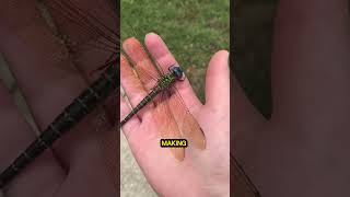 Amazing Facts About Dragonflies #wildlife #creaturesfacts #funfacts