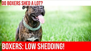 Do Boxers Shed a Lot? | A Guide to Boxer Shedding