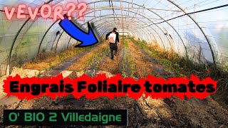 Passage de foliaire dans la serre avec un nouvel outil #vevor