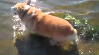 Splish - Splash - Pembroke Welsh Corgi Dog in Potomac River