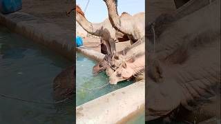 الإبل تشرب الماء #ytshorts #drinkingwater #camellove #camelfarm #shorts