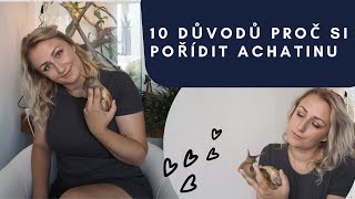 10 důvodů, proč si pořídit šneka jako domácího mazlíčka