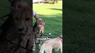 Cheetah and Labrador Become BEST FRIENDS