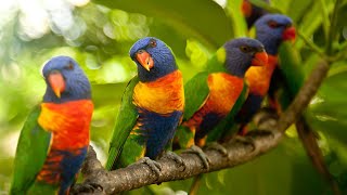 Australian Birds