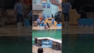 SAFARI WORLD 🇹🇭 Sealion show  สิงโตทะเล โชว์ #shortvideo #shortsyoutube #shortsfeed #travel #safari