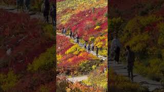 Autumn is coming to Mount Rainier