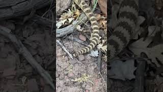 Rattlesnake With NO Rattle???