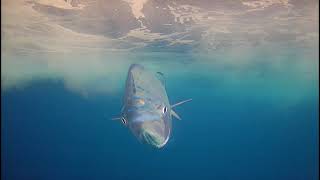 Kuri II NZ Mahi Mahi #Liveviewbite Towcamhd #Fishing #underwatercamera #Dolphinfish