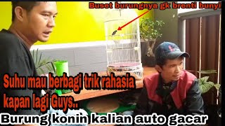 Bongkar trik rahasia sang juara burung konin anda auto gacor