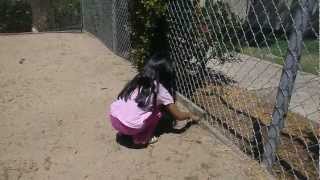 Daughters First Lizard Catch