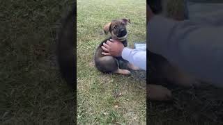 German Shepherd Puppy meets new owners for the first time 🐶