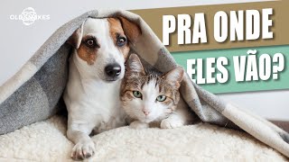 Pra onde seu animal de estimação vai depois de morrer?