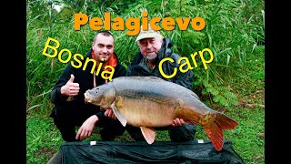 Bosnia Carp   Pelagicevo