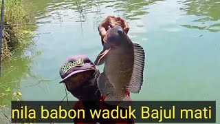 babon nila waduk Bajul mati terciduk lagi