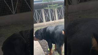 This Rottweiler is huge #rottweiler #shorts #dog