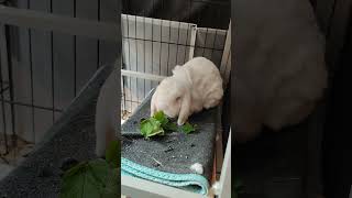 Mali Pamuk 22.06.24  #kaninchen #rabbit #bunny #animals #tiere