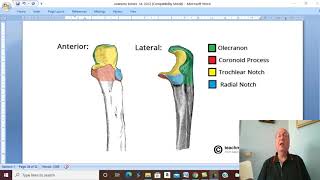 Musculo-skeletal Module I in Arabic 6 ( Ulna ) , by Dr. Wahdan