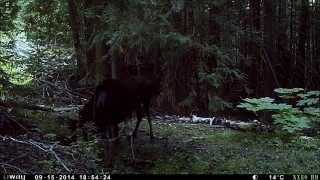 Moose Spot Sept 2014