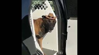 Police Service Dogs * Police Service Dog Funny Video * A Must See Video