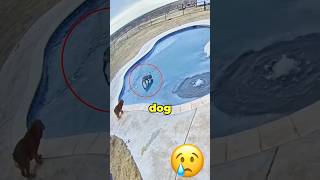 dog falls through ice 😢