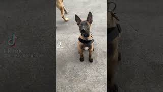 malinois