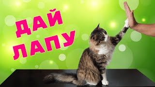 Приколы про котов.Дай лапу Видео коты