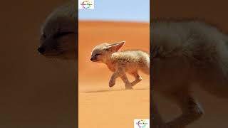 Fennec Fox #shorts #shortsfeed #viral #fox #weirdanimals #facts #rareanimals