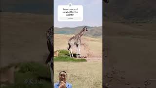 Giraffe’s Unbelievable Escape from Lion! Real-Life Wild Animal Showdown