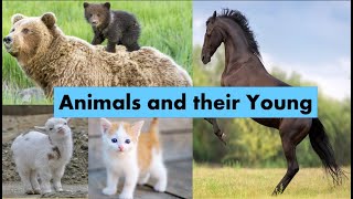 Animals and their young