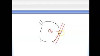 Bio4_Module 14_Ch23_Respiratory part 5