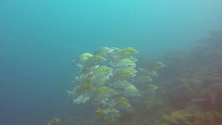 2 Tank Scuba Dive in Cabo with Roman and Jim