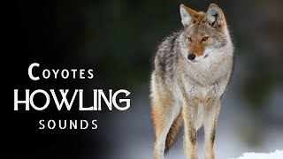 Coyotes Howling & Barking Sound Effects | Nature Relaxation Music for Sleep #coyotes #howling